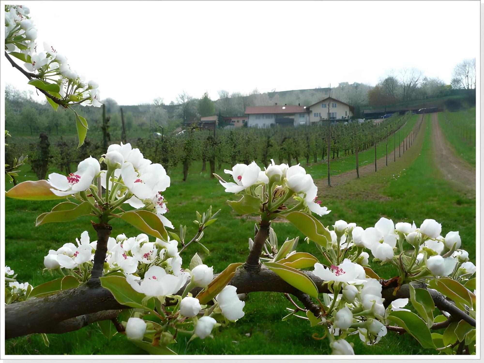 Ferienwohnung Weingut Ringwald Herbolzheim Exterior foto